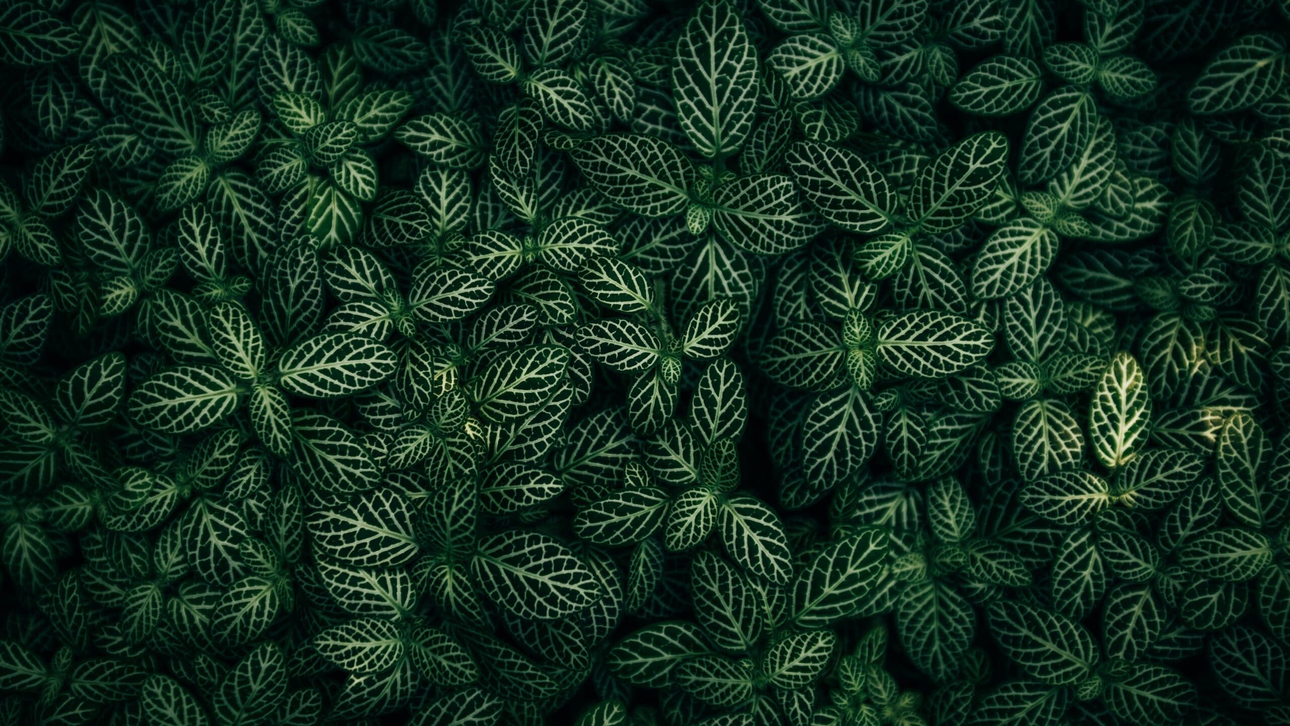 Feuillage vert luxuriant
